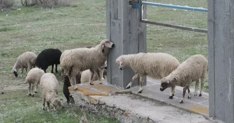 Capture a close-up view of sheep grazing peacefully in the natural surroundings Video stock 252467724
