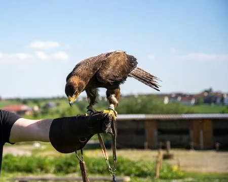 Capture the commanding presence of a magnificent eagle, expertly perched on a Stock Photos