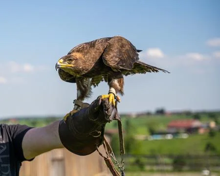 Capture the commanding presence of a magnificent eagle, expertly perched on a Stock Photos