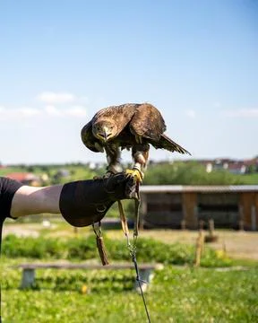 Capture the commanding presence of a magnificent eagle, expertly perched on a Stock Photos