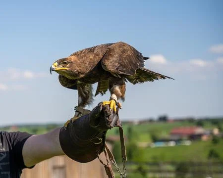 Capture the commanding presence of a magnificent eagle, expertly perched on a Stock Photos