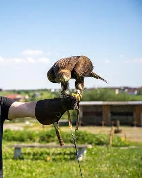 Capture the commanding presence of a magnificent eagle, expertly perched on a Stock Photos