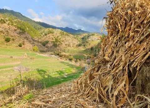 Capture of dried corn stalk heap on a field in hilly area of Himachal Pradesh Stock Photos