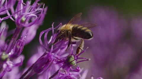 Capture the essence of spring as bees busily collect nectar from blooming Stock Footage 244636839