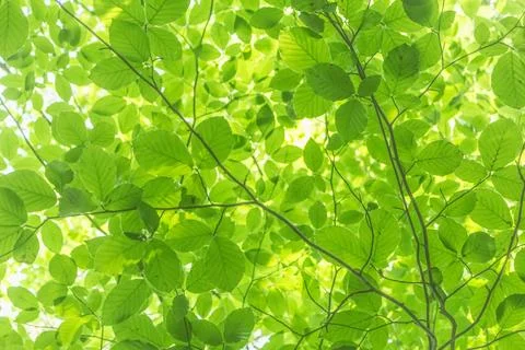 Capture the essence of summer in the beech forest with a view from below upwa Stock Photos