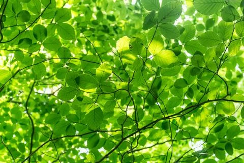 Capture the essence of summer in the beech forest with a view from below upwa Stock Photos