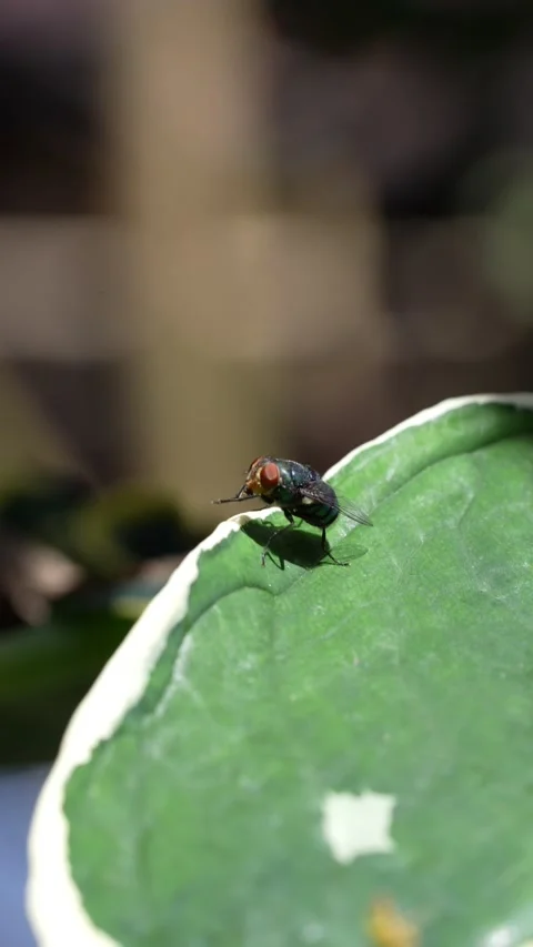 Capture a fly on a leaf in macro photography mode Stock Footage 311566483