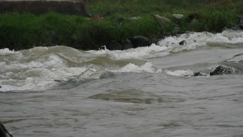 A capture of a gushing river, stones in the river and a spirogyra Stock Footage 225740883