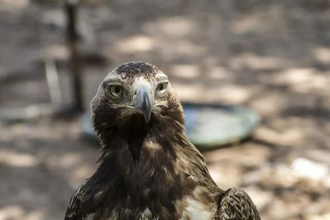 Capture the Majestic Eagle: Stunning Images of a Brown Plumage Hunter Stock Photos