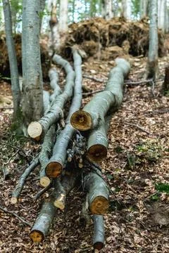 Capture the remnants of cut beech tree stumps on a mountain slope in the Carp Stock Photos