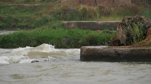 Capture of a running river with rocks and grasses In it Video stock 225741032