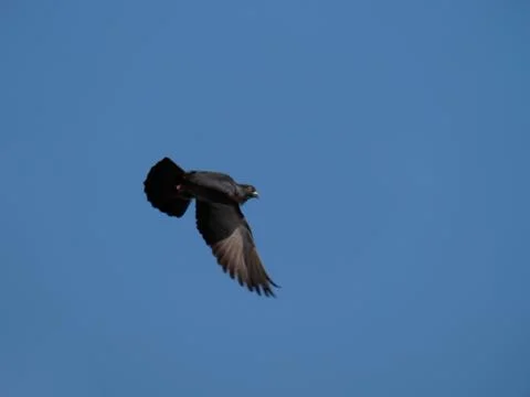 Capture the speed of the pigeons in flight Stock Photos