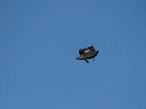 Capture the speed of the pigeons in flight Stock Photos