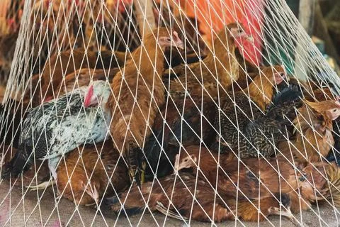 Captured Chicken up Close with Net Stock Photos