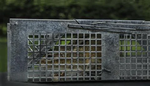 Captured chipmunk Fotos Stock
