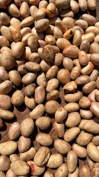 Captured in a close-up, the raw jackfruit seeds offer a rich display of earth 写真素材