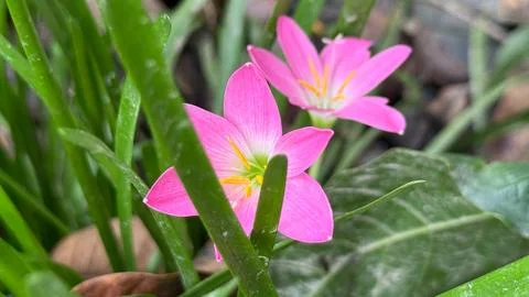 Captured in a close-up shot, this image showcases two rain lilies with delica Foto stock