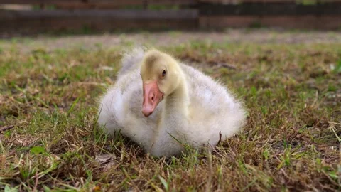 Captured in close-up, a young goose with down feathers walks around the yar.. Stock Footage 276824076