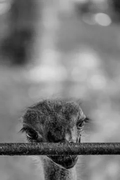 Captured Emu behind bars Stock Photos