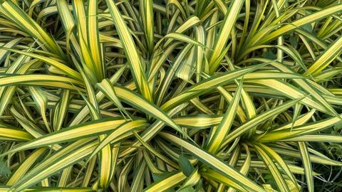 Captured at eye-level, the full image showcases the striking variegation patt Foto stock