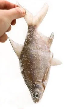 Captured Fish Stockfoto's