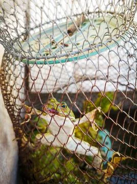 A captured frog is trapped in the net Stock Photos