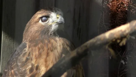 Captured Hawk Stock Footage 76159588