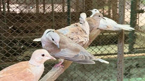 Captured inside a cage, a flock of Ringneck doves are peacefully perched on a Foto stock