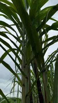 Captured from a low angle, the image focuses on vibrant green sugarcane stalk Foto stock