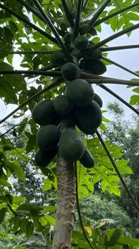 Captured from a low angle, this image showcases a cluster of unripe green pap Фото