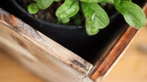 Captured mosquito Stockbeeldmateriaal 107370220