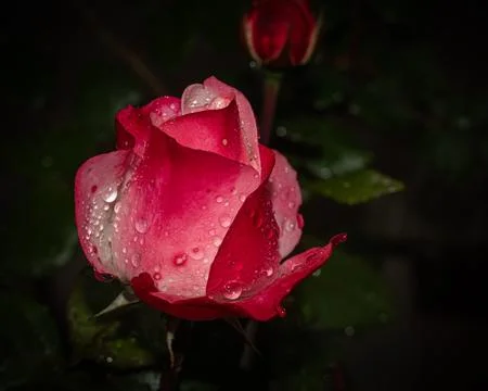 Captured post-rainfall, this vibrant red rose with pink hues shimmers with .. Stock Photos
