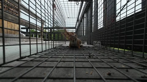 Captured Red Squirrel Exploring a Safe Catch-and-Release Trap Stock Footage 336689917