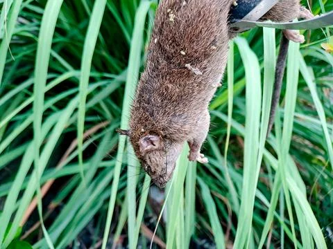 Captured rodent dangles upside down, suspended against backdrop of vibrant .. Stock Photos