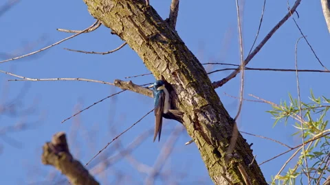 Captured in slow motion, the purple martin builds its nest within a hollowed Video stock 309785850