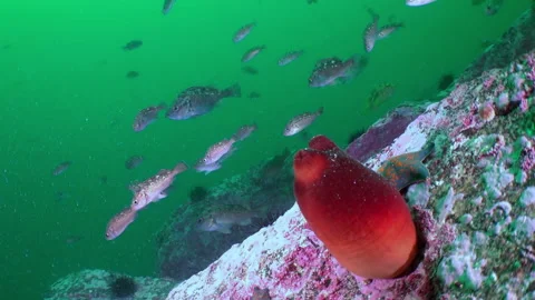 Captured in slow motion, Sea of Japans stunningly red ascidia and fish. Video stock 236546032