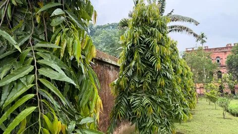 Captured within the Ahsan Manzil complex, a row of vibrant green Ashok trees  Foto stock