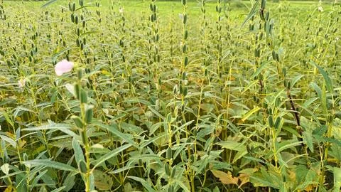 Captures a close view of dense sesame plants, featuring long green stems, mul 库存照片