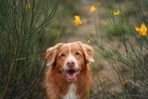 Captures the contemplative expression of the dog in a serene natural setting Stock Photos