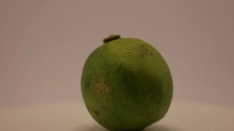  captures the enchanting journey of a single green fruit transforming under soft Stock Footage 328633722