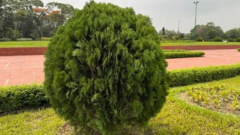 Captures the lush greenery of a perfectly rounded bush in a park, alongside a 스톡 사진