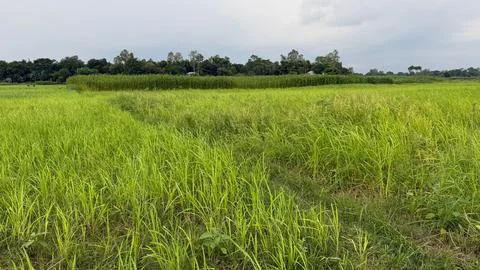 Captures the tranquil view of a rice paddy field with thriving green crops un Фото