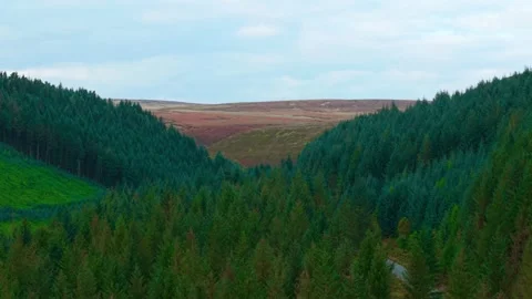 Capturing Beautiful and Vibrant Forest Valleys Along with Rolling Hills in Stock Footage 319476385