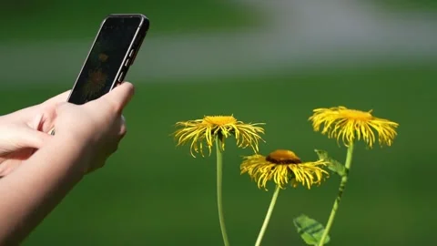 Capturing beautiful blooming flowers Stock Footage 320334061
