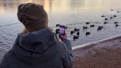 Capturing Ducks by the Tranquil Water A Beautiful and Serene Outdoor Moment in N Stock Footage 300033024