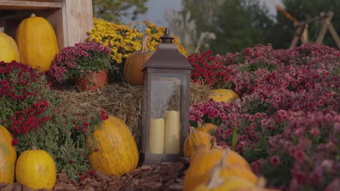 Capturing the Essence of Autumn: A Festive Display of Colorful Pumpkins, Vibrant Stock Footage 318527529