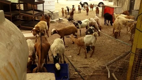 Capturing a flock of sheep in a stable as they walk around, stock footage. Stock Footage 304934983