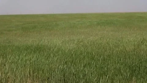 Capturing golden wheat fields swaying in the gentle breeze, stock footage. Stock Footage 304934845
