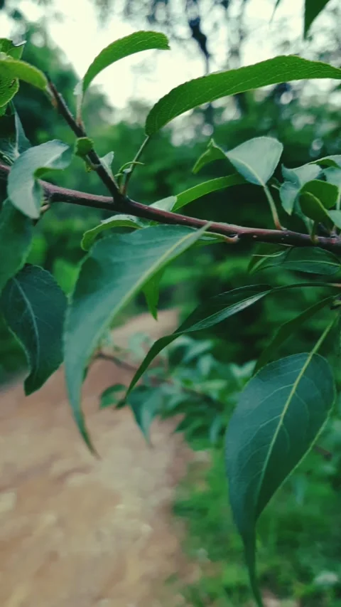 Capturing the Grace of Leaves in Slow Motion Stock Footage 278592538