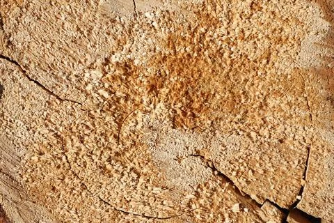 Capturing the intricate details of an aged tree, showcasing its unique wood Stock Photos